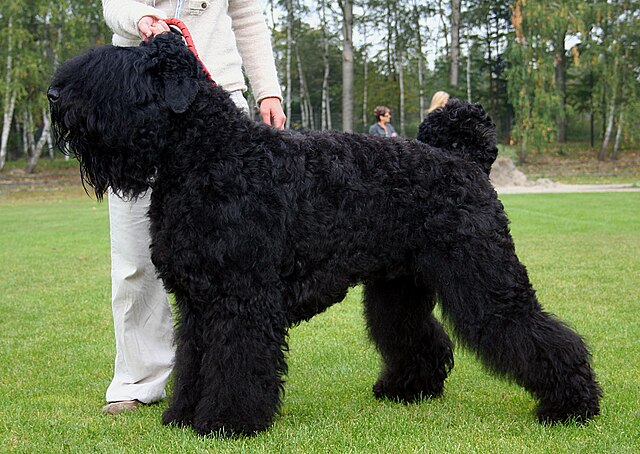  نژاد تریر روسی سیاه (Black Russian Terrier)
